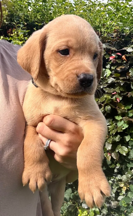 Gorgeous KC Labrador Puppies Ready this week image 2