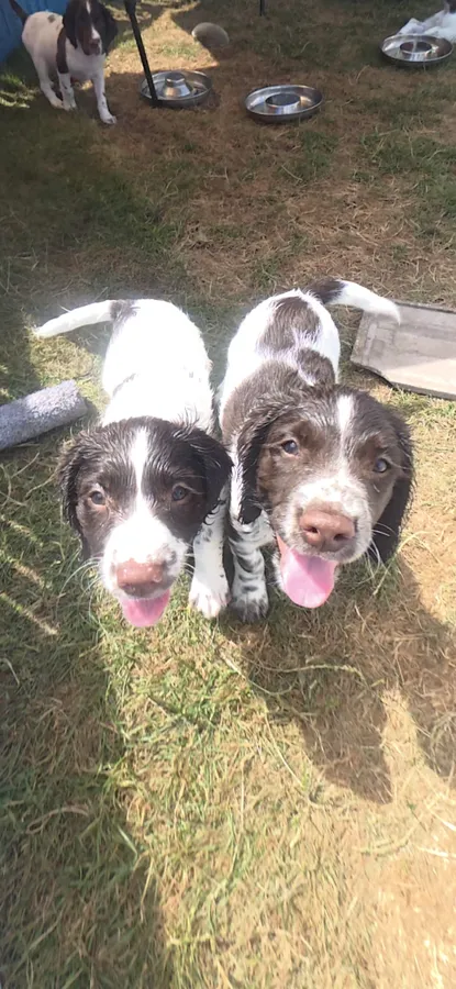 Springer spaniel pups image 3