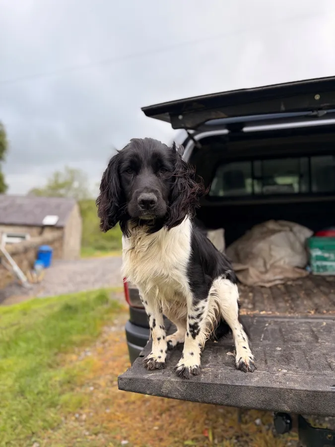 Purdywell Grouse ESS Stud