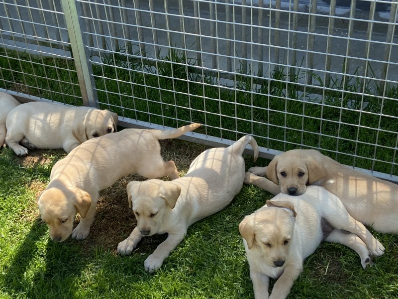 Stunning litter of Kennel Club registered Labrador image 2