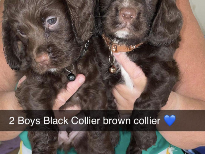 Gun dog puppies image 3