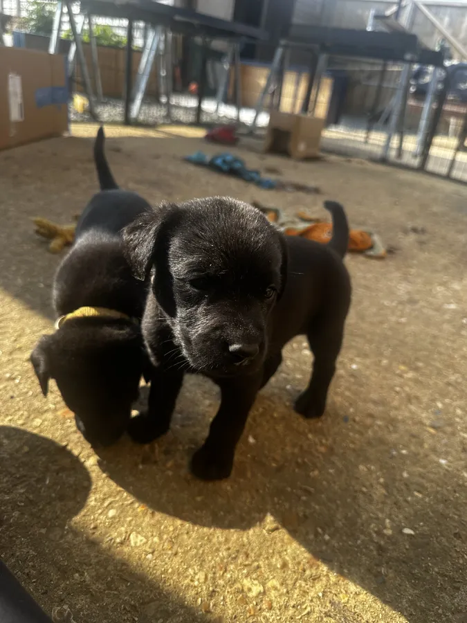 Strong Working Type Labradors Puppies image 6