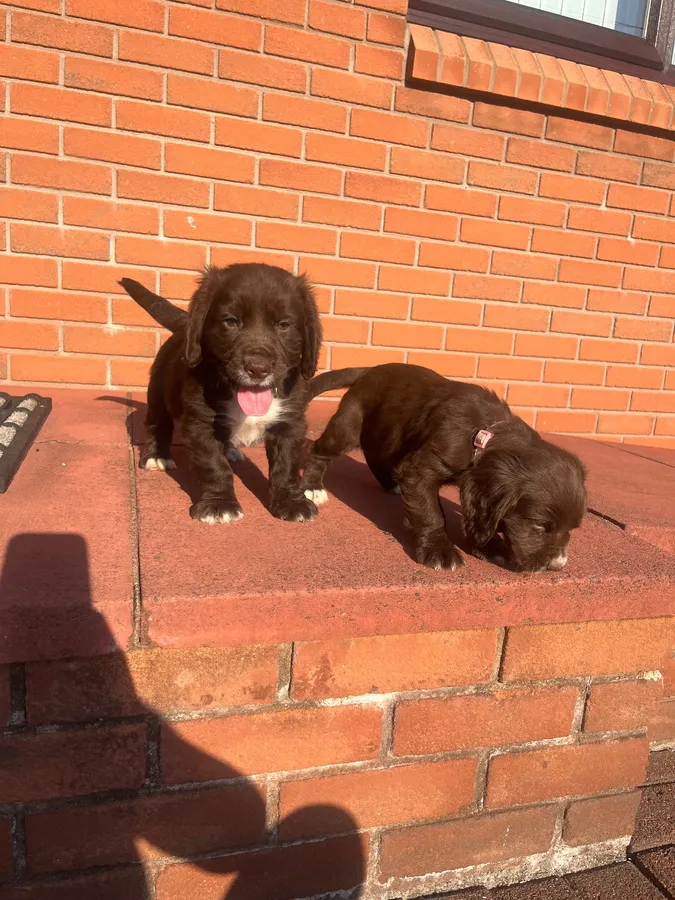 Chocolate cocker spaniel puppy image 3
