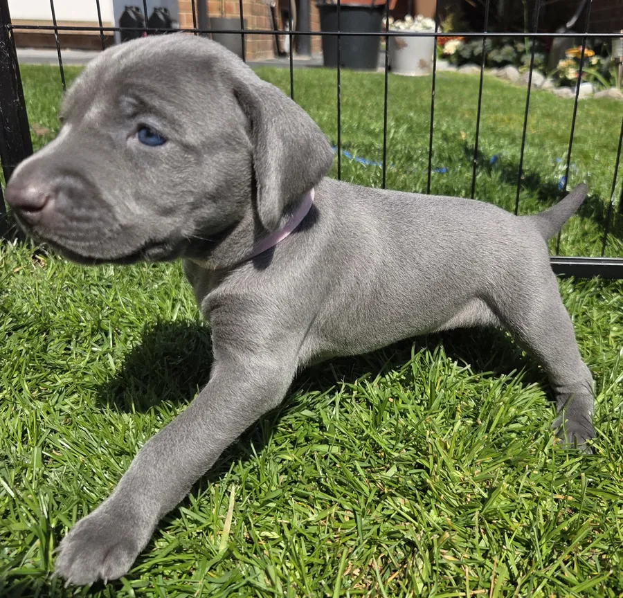 Blue weimaraner
