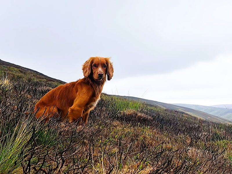 Fin - Red Cocker Spaniel Stud (KC Reg.) with strong working heritage image 2