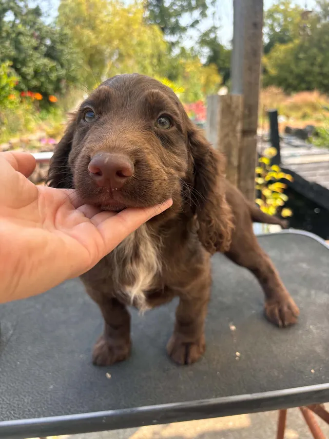 Working cocker puppies image 3