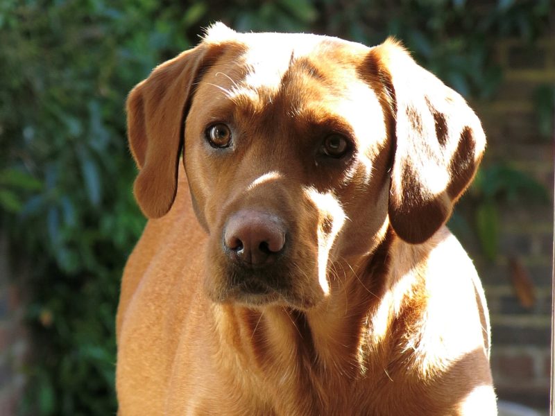 Beautiful Pedigree Yellow Labrador Puppies (Fox Red) image 5