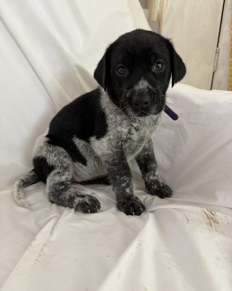 GWP X WEIMSKY puppies for sale image 4