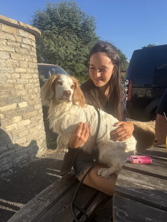 Fully Health Tested Sprocker Puppies due image 7