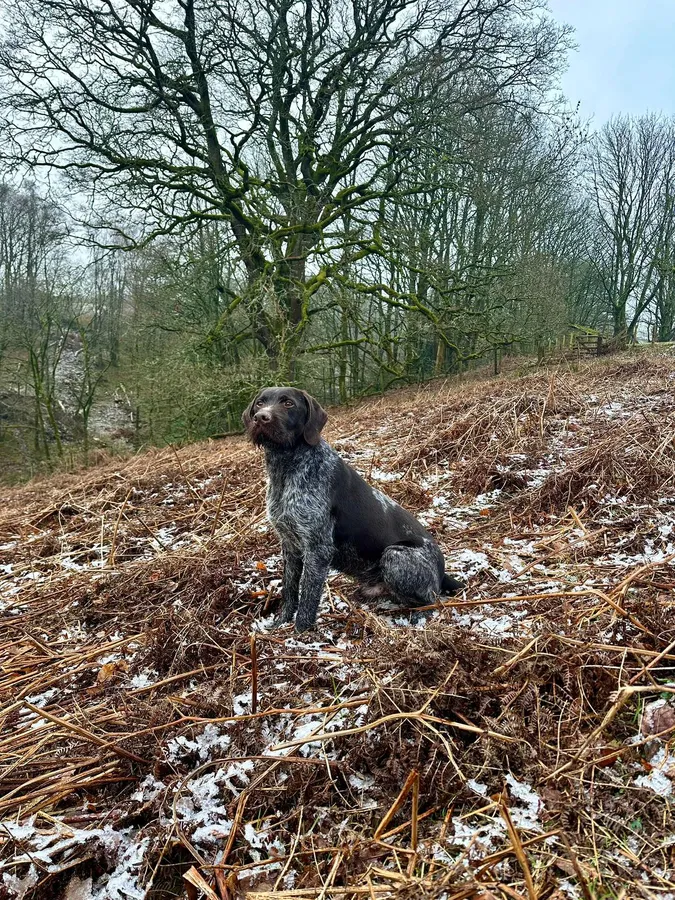German Wirehaired Pointer Puppies image 6