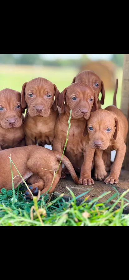 Hungarian vizsla puppies image 5