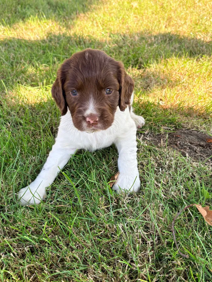 Gamekeeper bred Springer Spaniel puppies image 4