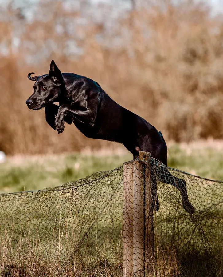 A strong litter of pure Labradors image 4