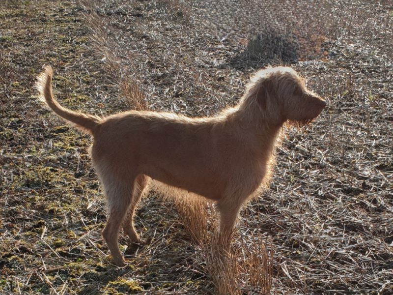 KC Registered Hungarian Wirehaired Vizsla image 6