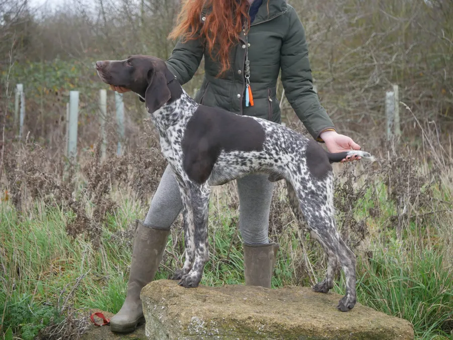 Proven GSP stud image 2
