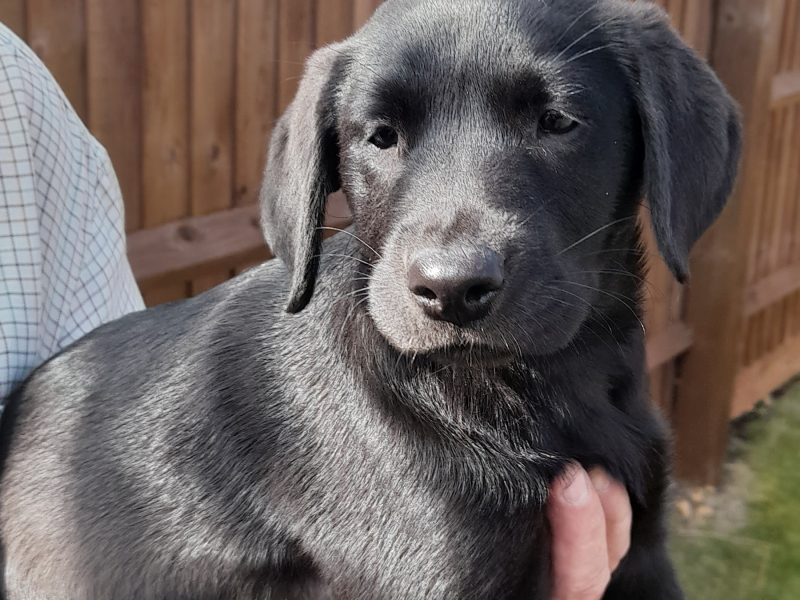 Labrador for sale image 2