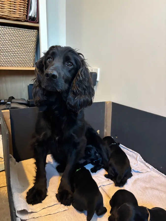 Outstanding litter of working cocker spaniel pups