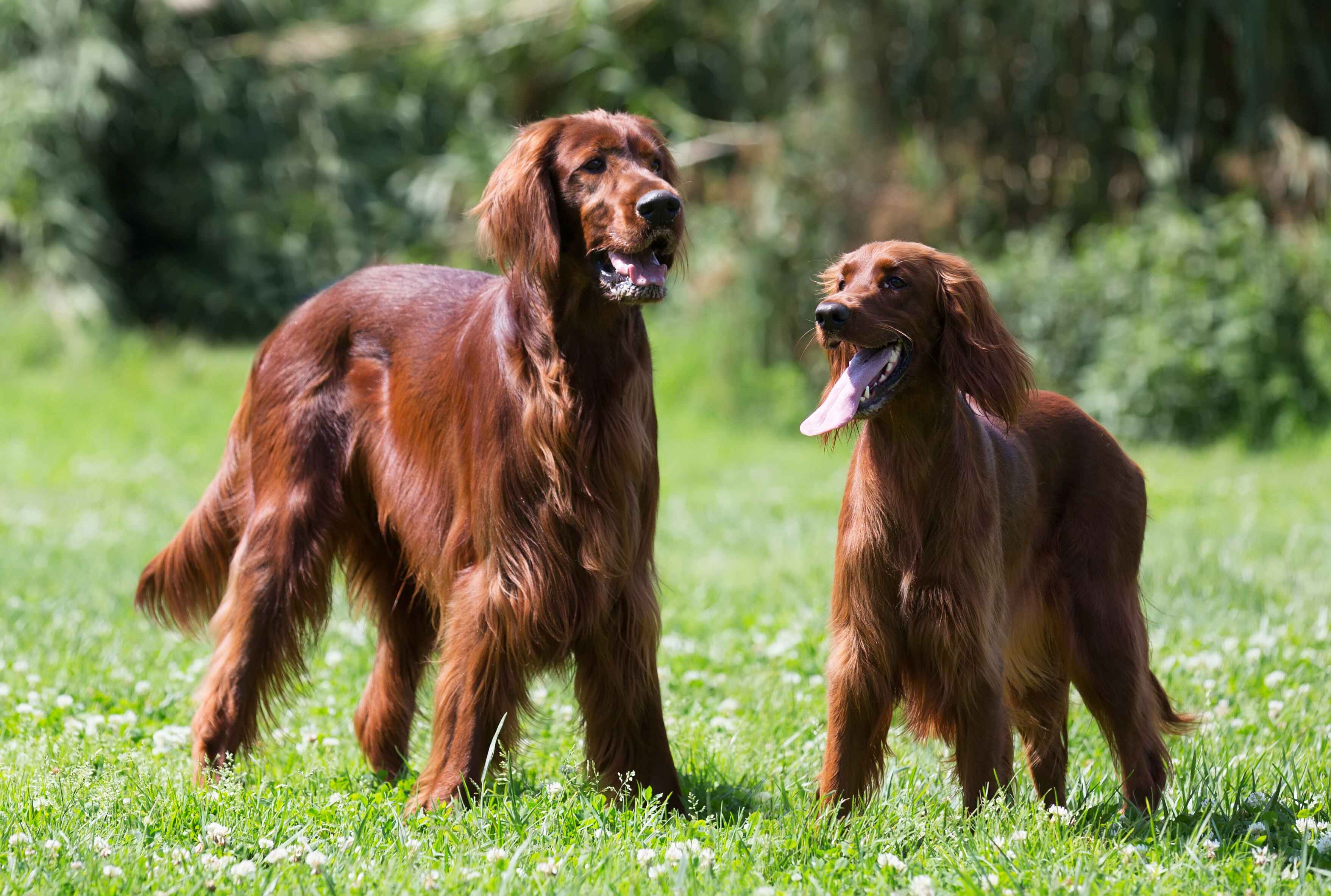Cocker Spaniel