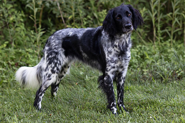English Setter