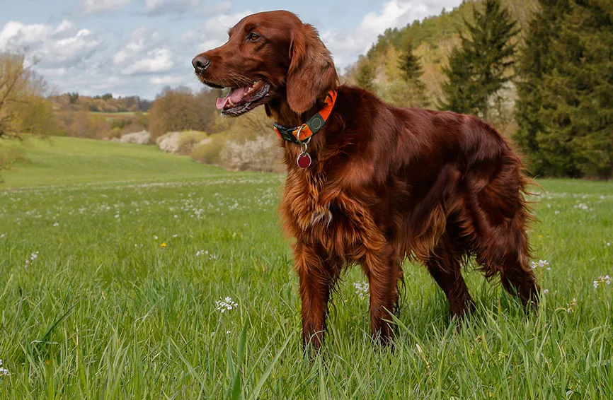 Irish Setter