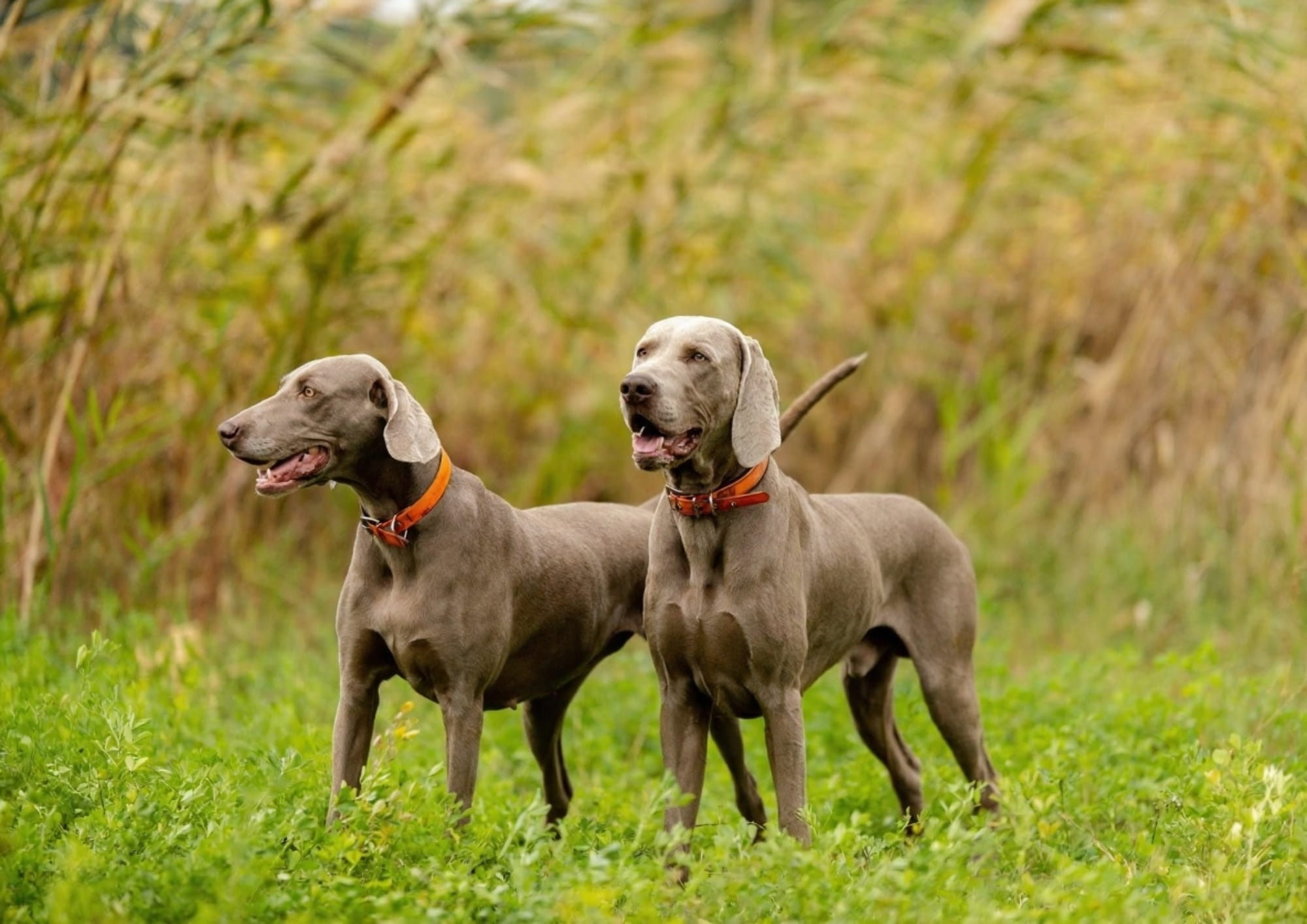 Weimaraner
