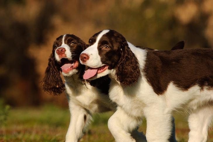 Springer Spaniel Puppies UK