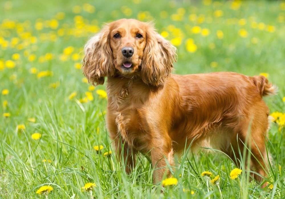 Cocker Spaniel Puppies