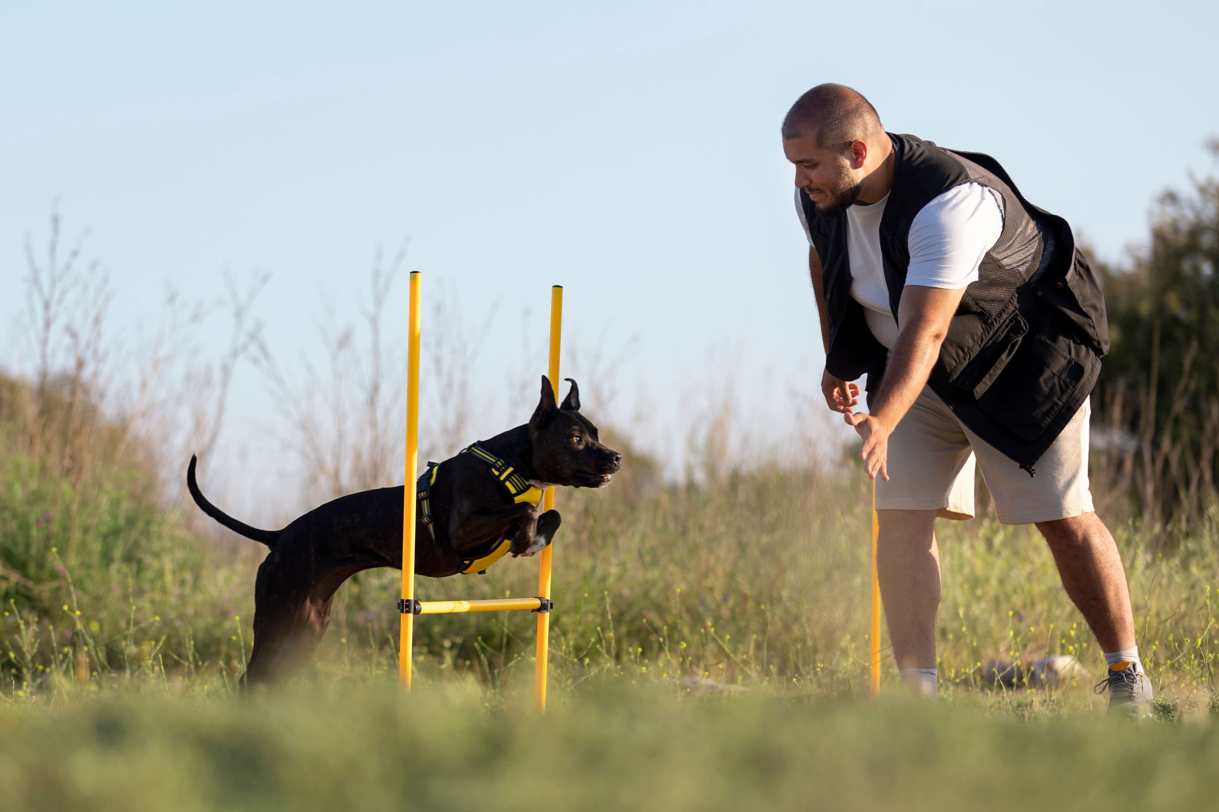 Part Trained Gundog Meaning UK (2026): Definition, Price & Buying Guide