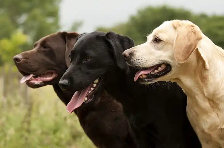 Working Labrador Retriever UK Guide (2026): Training, Health Tests & Buying Advice