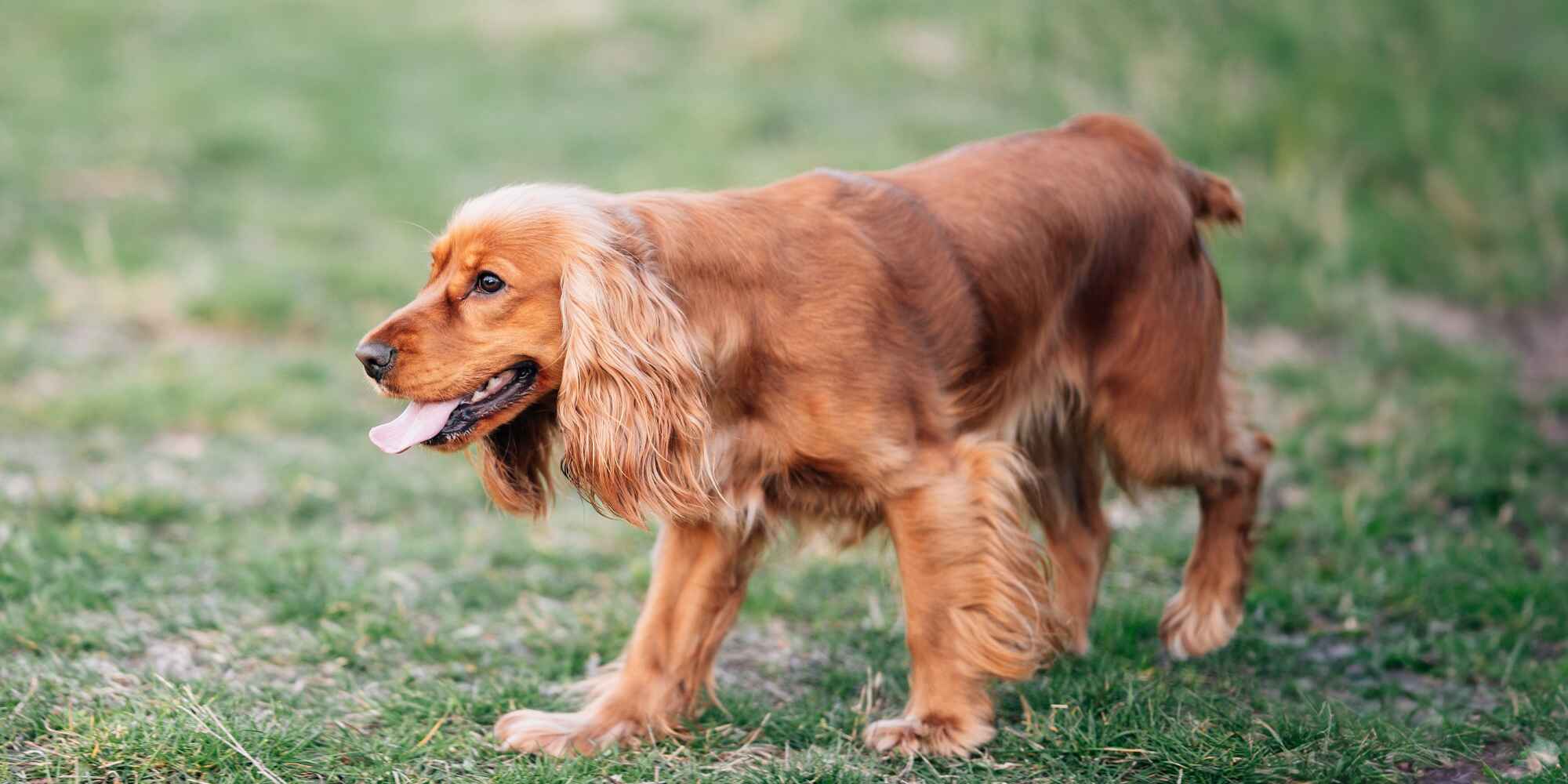 Working Cocker Spaniel Training, Temperament & Buying Guide (UK 2026)