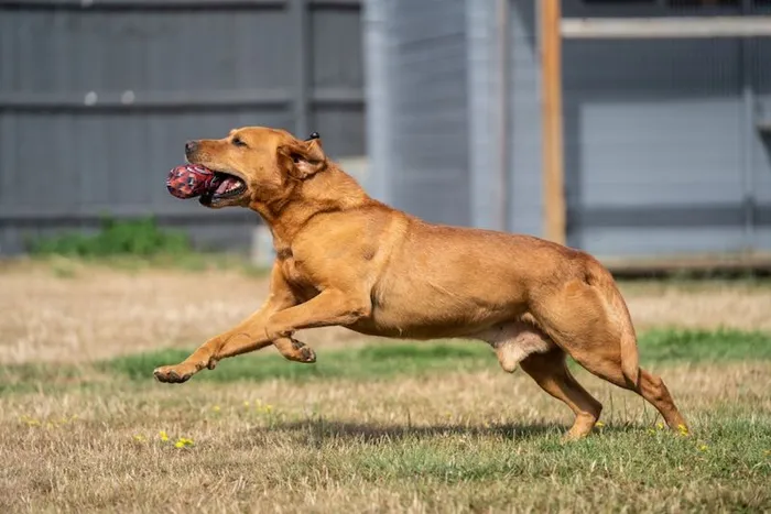 Labradors at Stud UK: Working Sire Fees, Checklist & Buying Guide