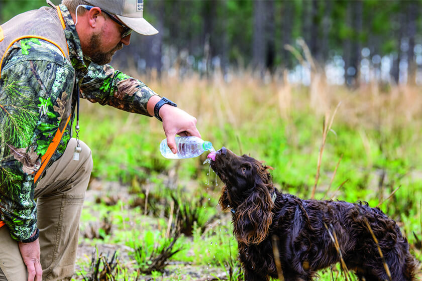 Gundog Roadwork: Summer Conditioning to Harden Pads & Build Fitness (UK)
