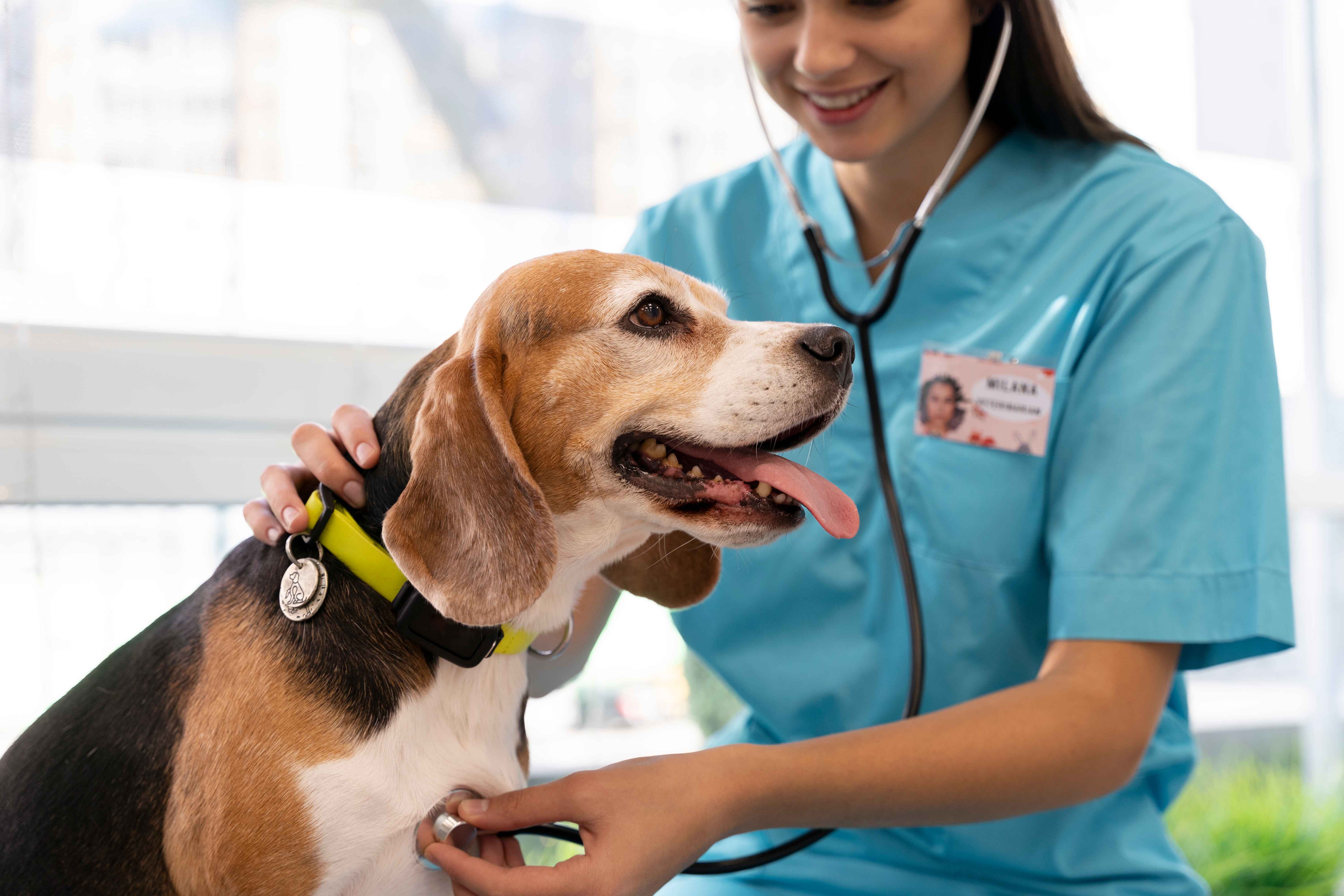 Gundog Health Testing UK (2026): The Complete Buyer Verification Guide
